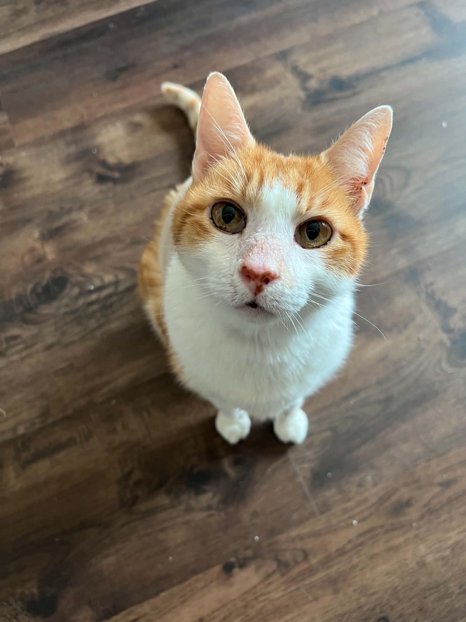 Enlarge Tigger, a Adoptable American Shorthair in Grand Prairie, TX image 1/2