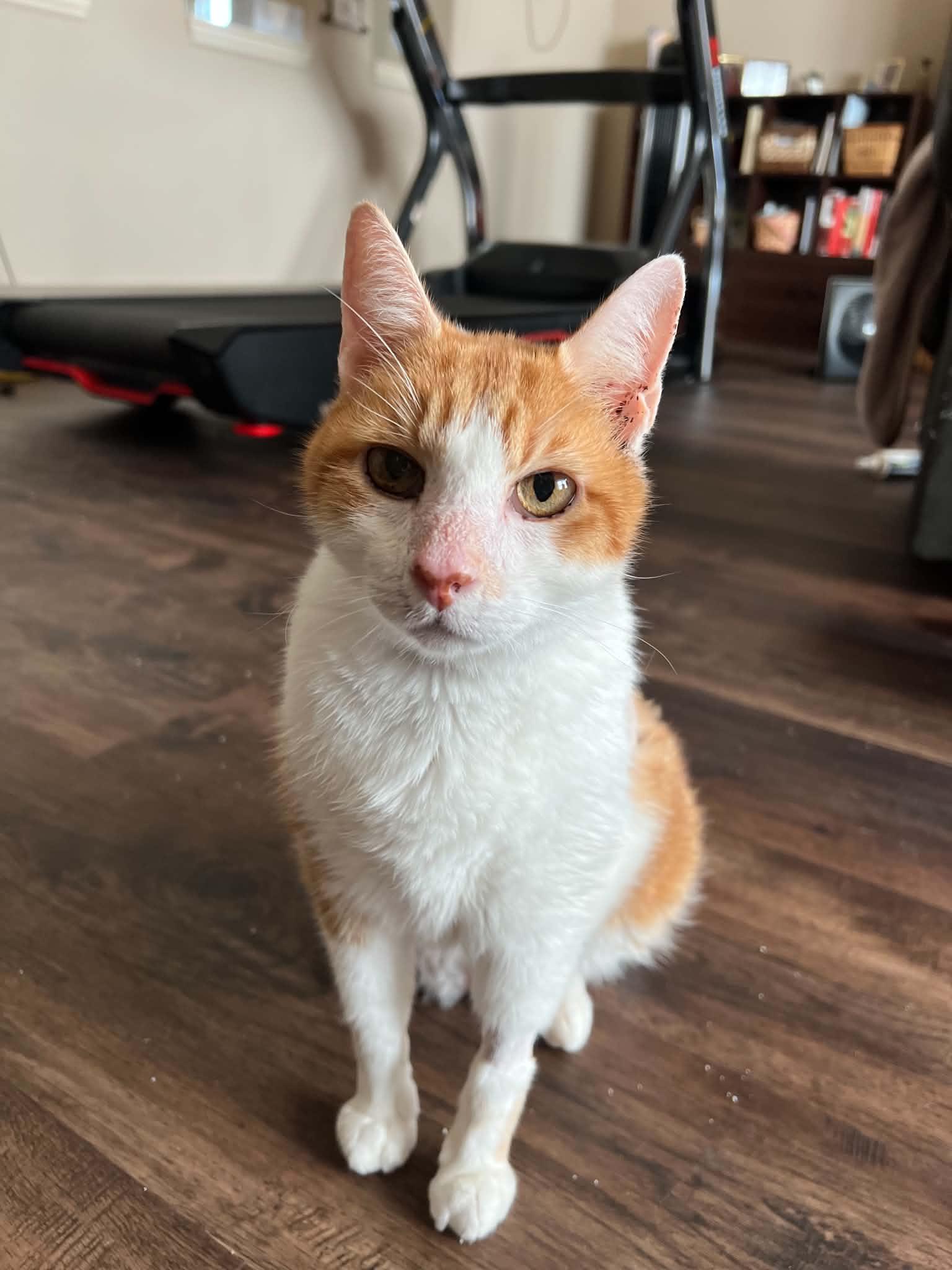 Enlarge Tigger, a Adoptable American Shorthair in Grand Prairie, TX image 2/2