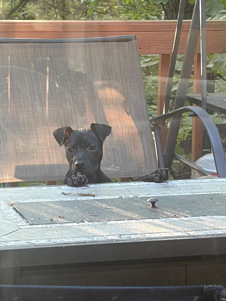 Willow, Adoptable, Puppy Female American Bully.