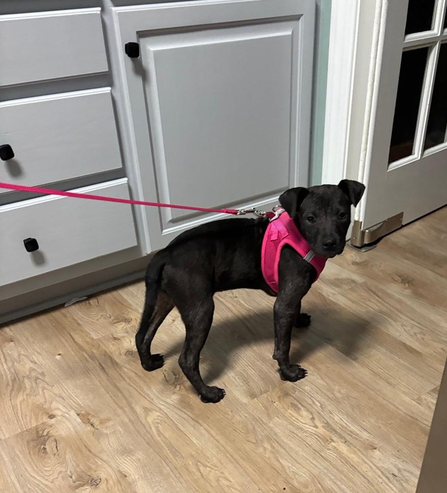 Willow, a Adoptable mixed breed in Wake Forest, NC image 2/3