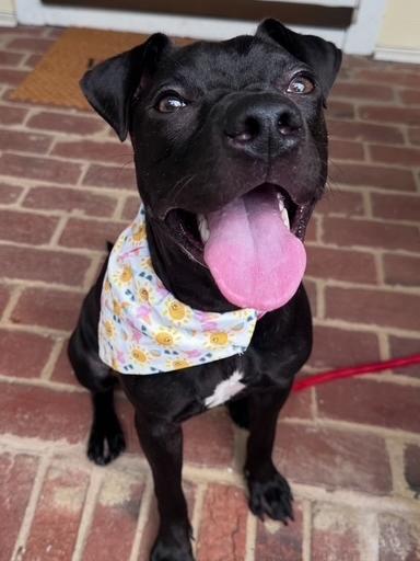 Willow, a Adoptable mixed breed in Wake Forest, NC image 4/6