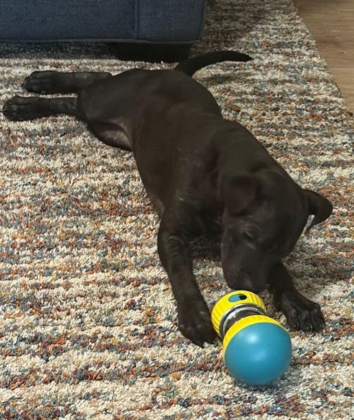 Willow, a Adoptable mixed breed in Wake Forest, NC image 3/3