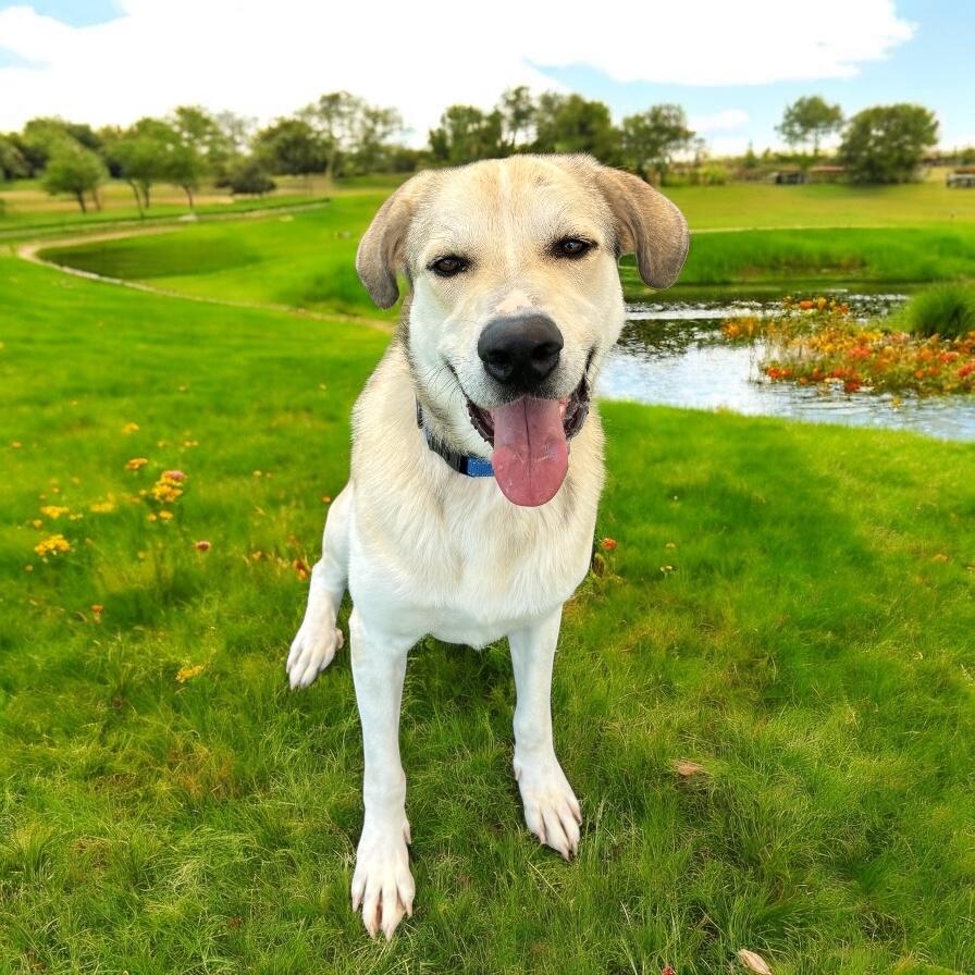 Enlarge Jack, a Adoptable mixed breed in Denver , CO image 5/5