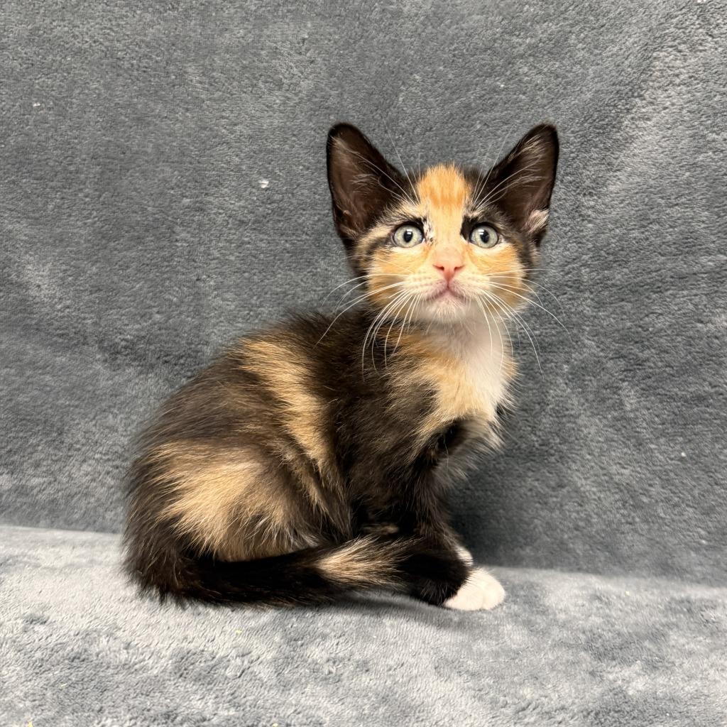 Enlarge Cecily, a Adoptable mixed breed in Brenham, TX image 4/6