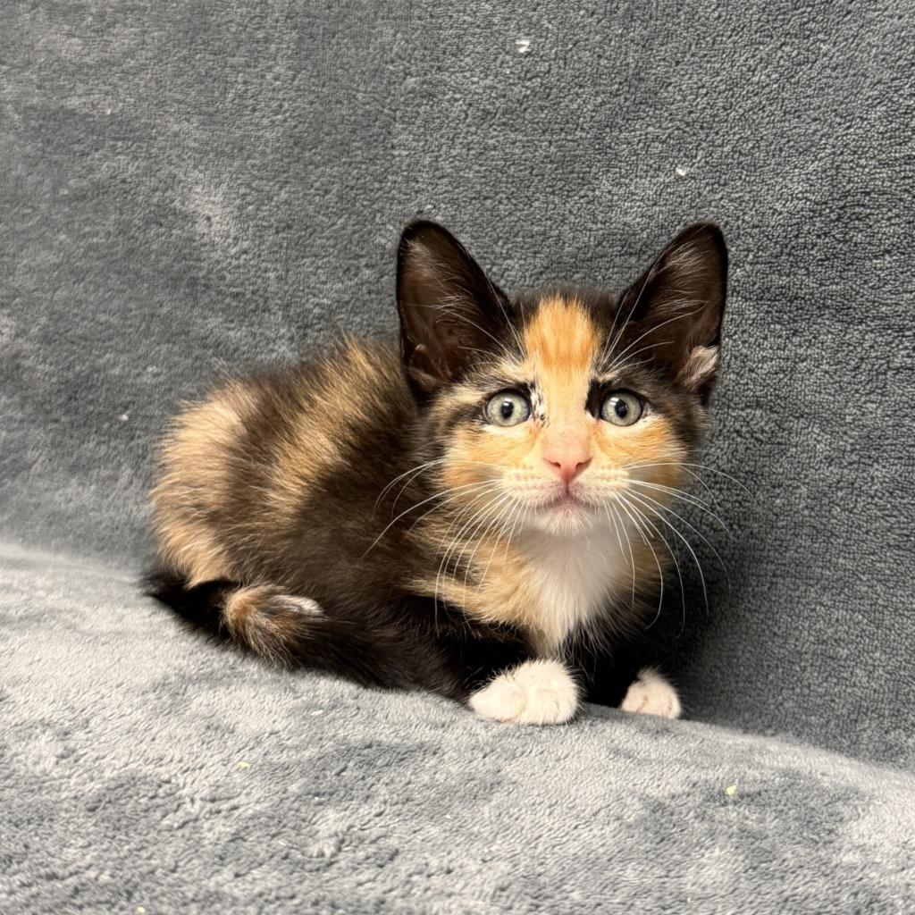 Enlarge Cecily, a Adoptable mixed breed in Brenham, TX image 2/6