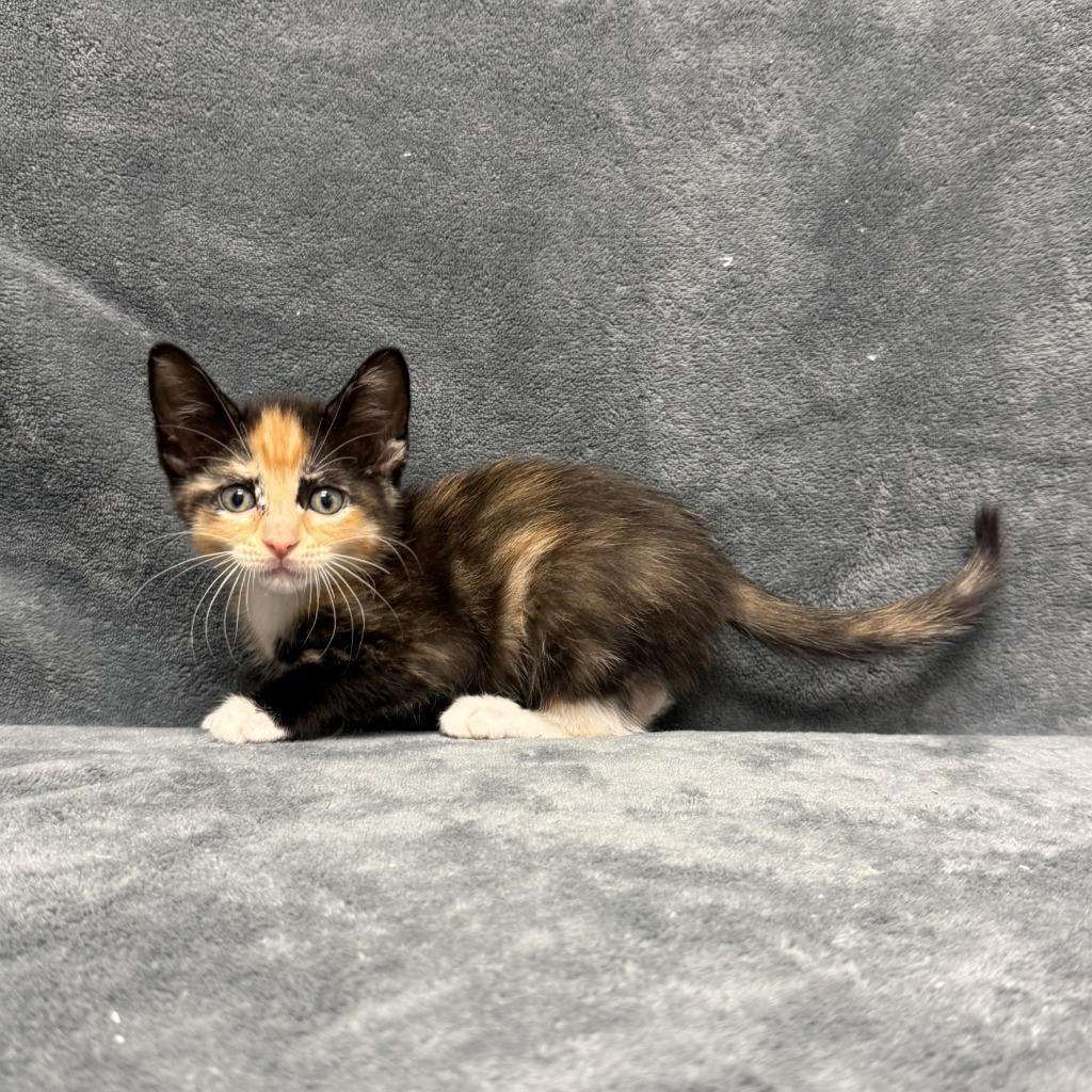 Enlarge Cecily, a Adoptable mixed breed in Brenham, TX image 3/6