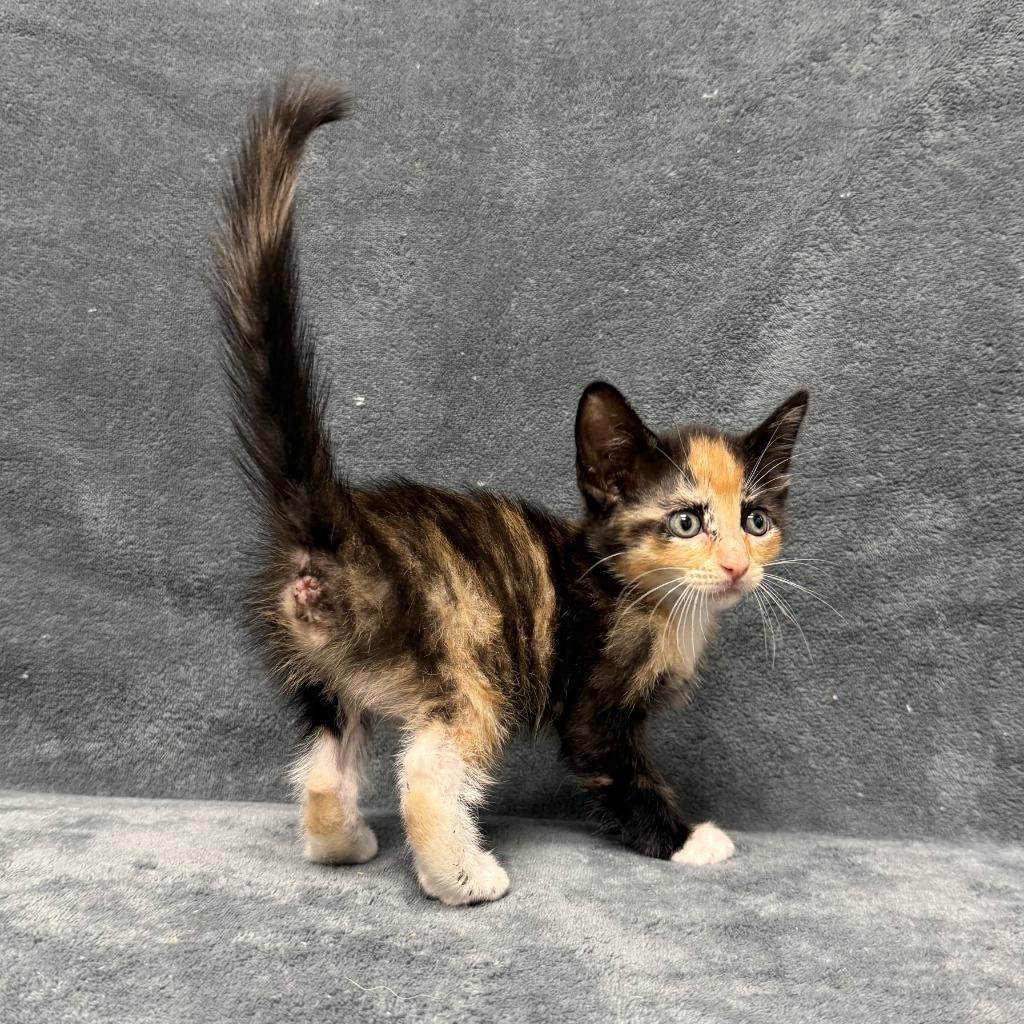 Enlarge Cecily, a Adoptable mixed breed in Brenham, TX image 5/6