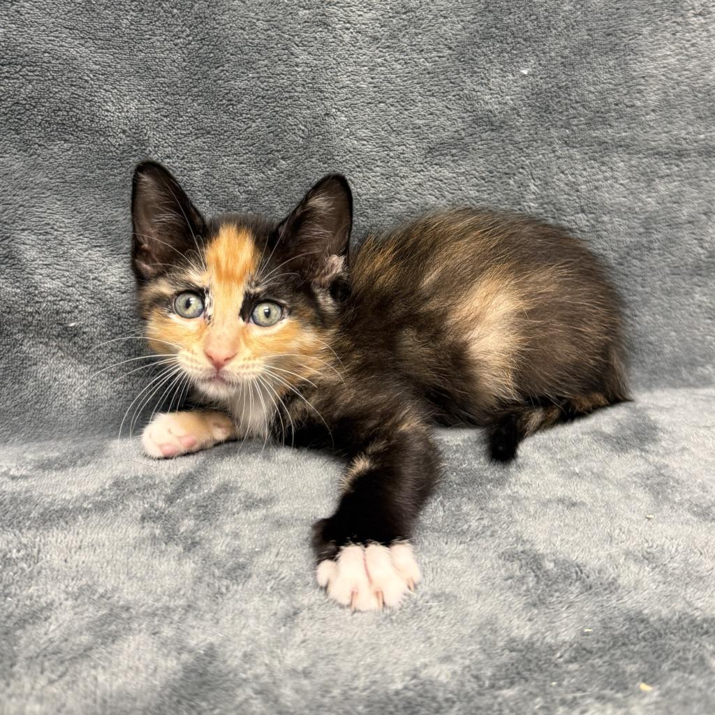 Enlarge Cecily, a Adoptable mixed breed in Brenham, TX image 6/6