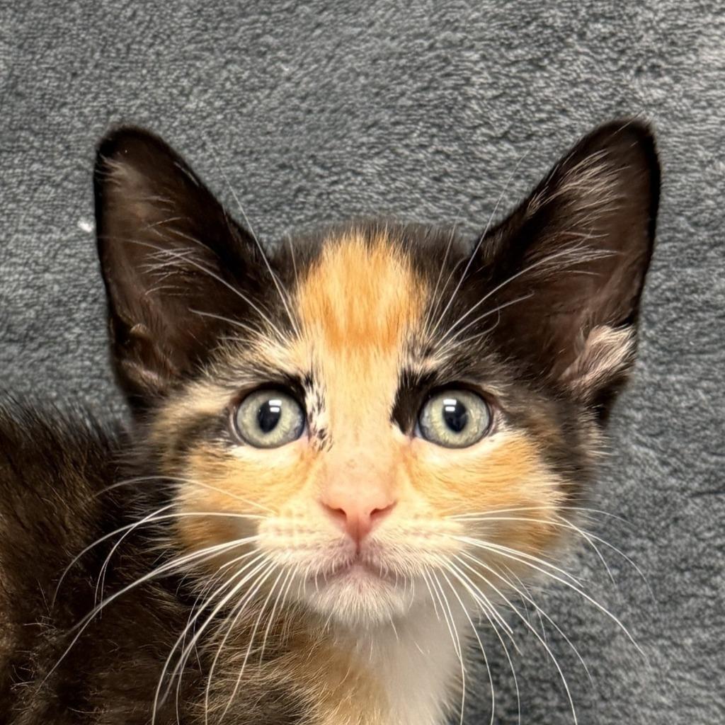 Cecily, Adoptable, Kitten Female Domestic Short Hair.