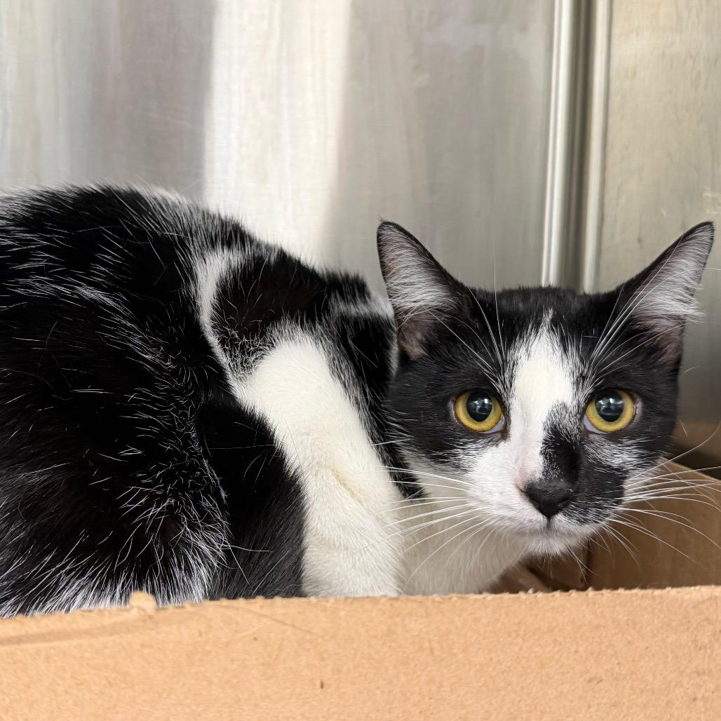 Peacefield, adopted, Young Female Domestic Short Hair.