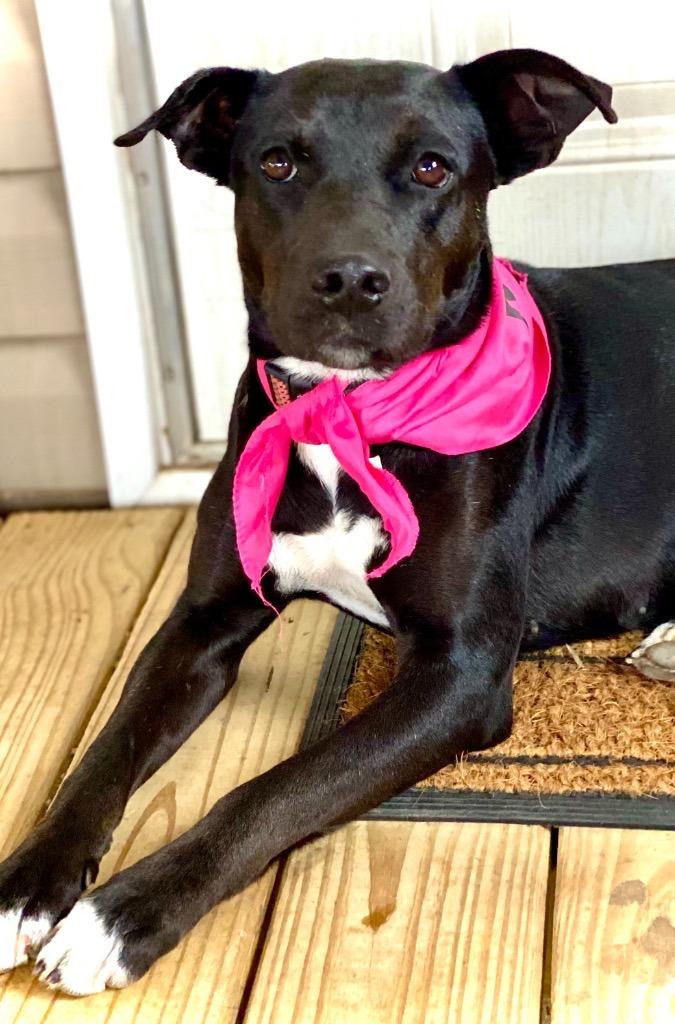 Annabeth (AB), a Adoptable mixed breed in St. Francisville, LA image 1/5