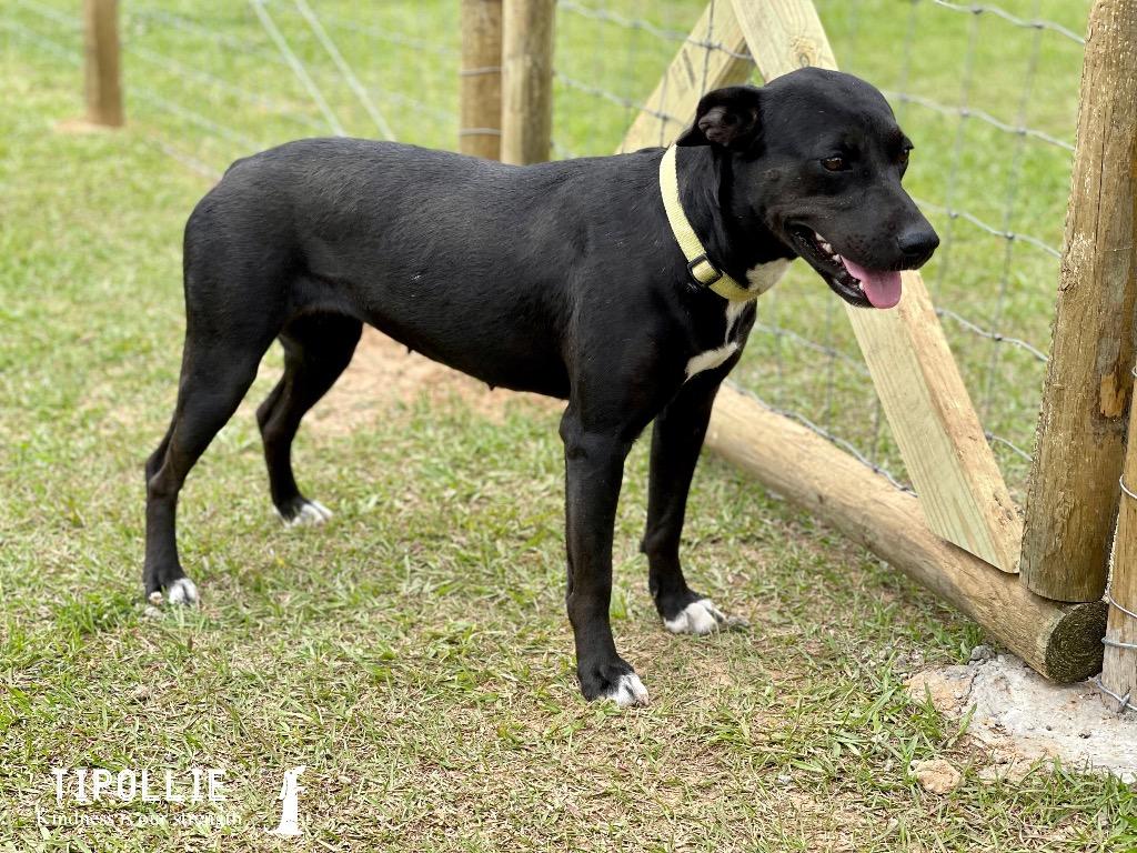 Annabeth (AB), a Adoptable mixed breed in St. Francisville, LA image 2/6