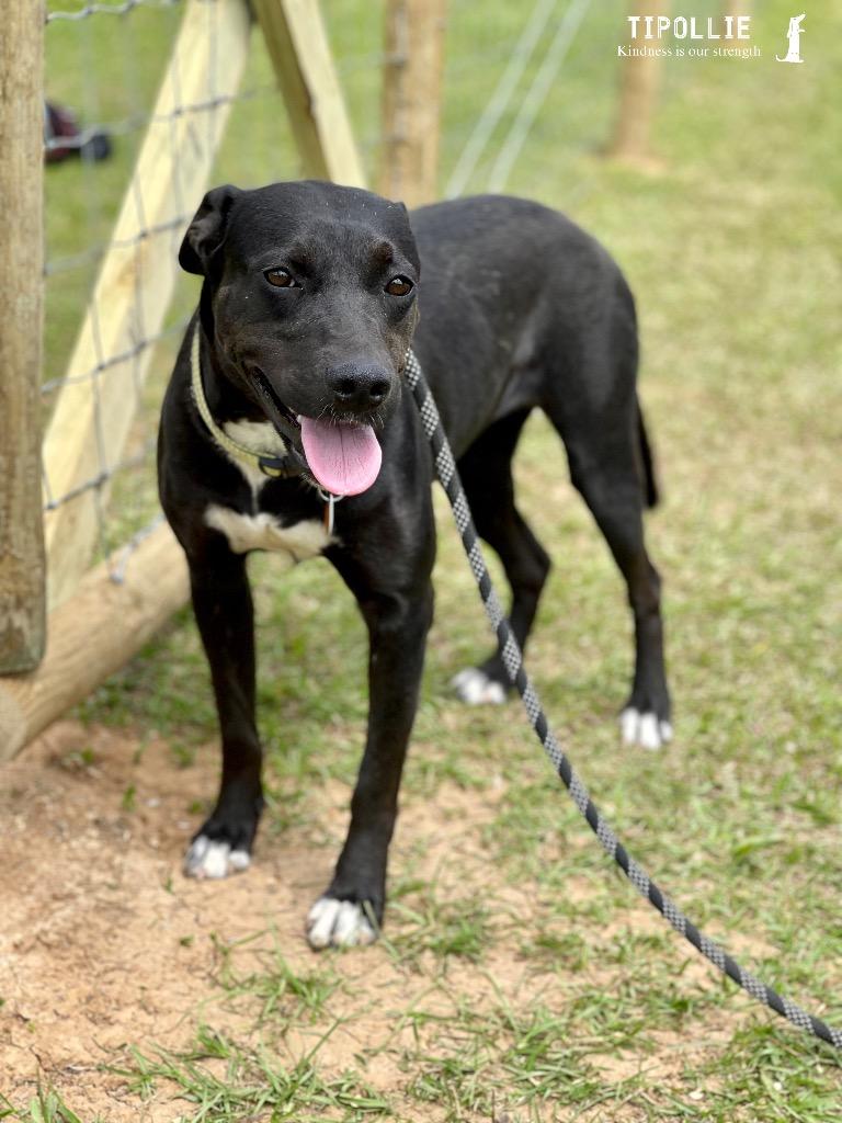 Annabeth (AB), a Adoptable mixed breed in St. Francisville, LA image 2/5