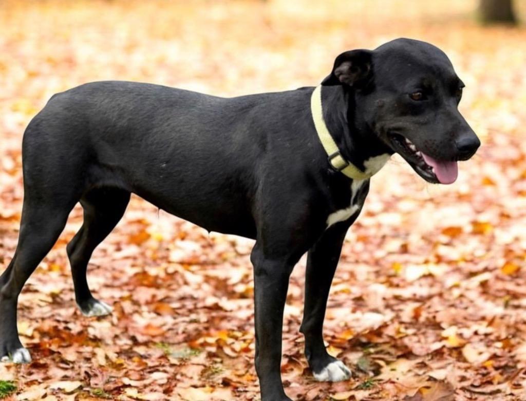 Annabeth (AB), a Adoptable mixed breed in St. Francisville, LA image 3/5