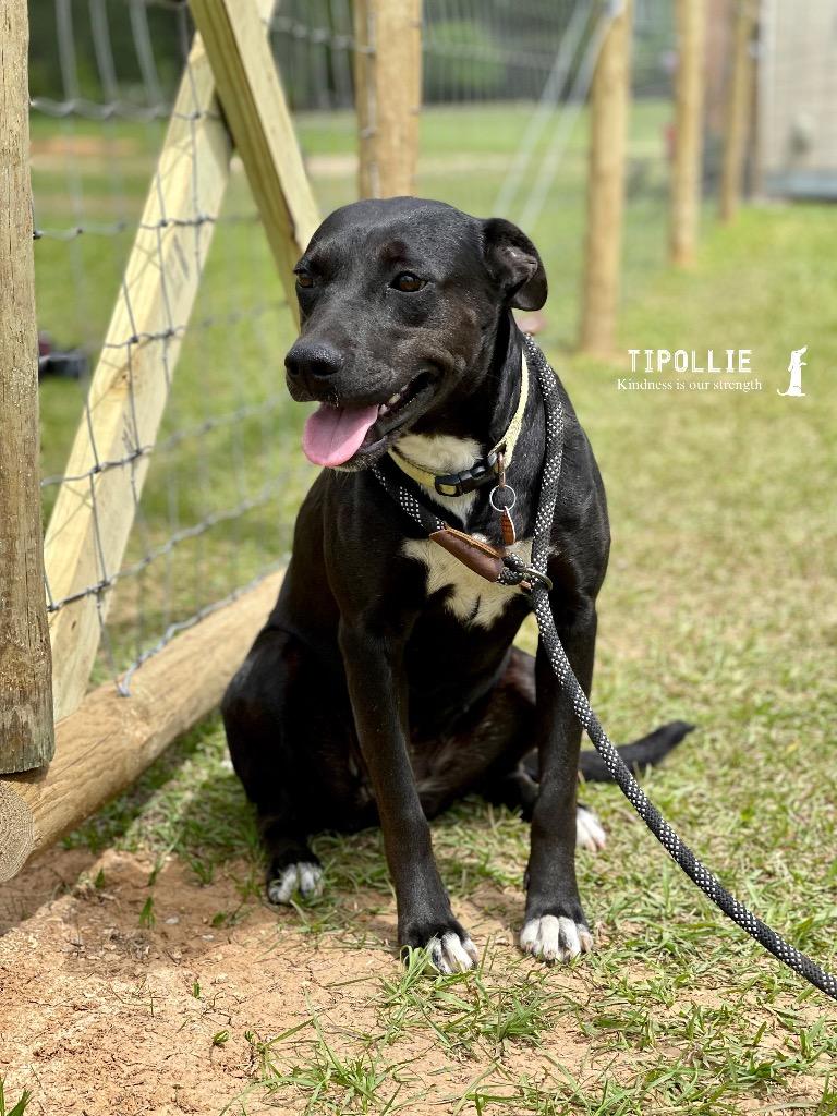 Annabeth (AB), a Adoptable mixed breed in St. Francisville, LA image 4/6