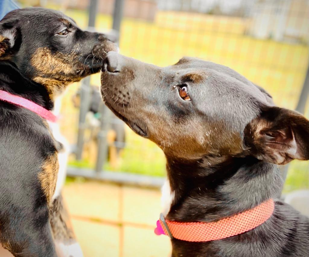 Annabeth (AB), a Adoptable mixed breed in St. Francisville, LA image 5/5