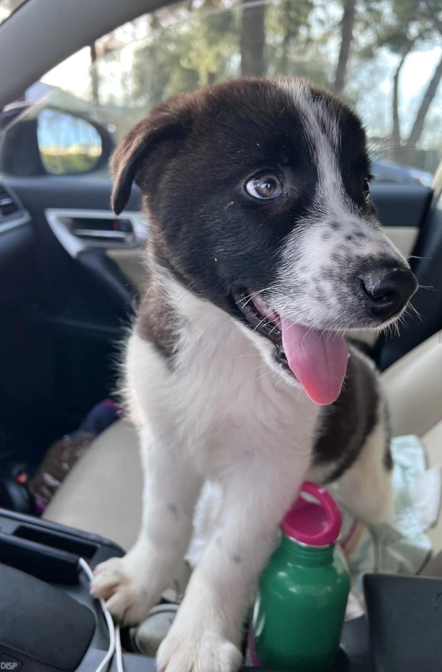 Enlarge Scout, an adopted mixed breed in Davis, CA image 2/5