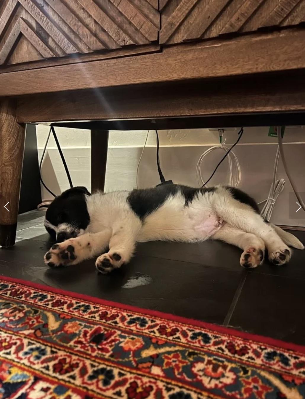 Enlarge Scout, an adopted mixed breed in Davis, CA image 5/5