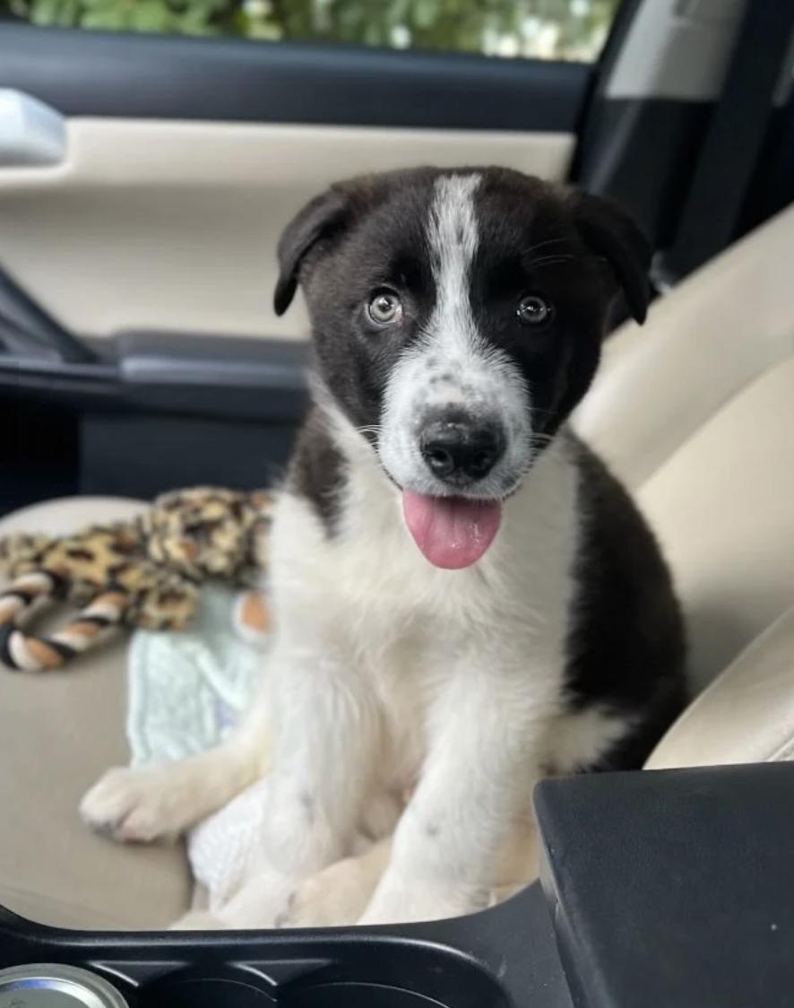 Enlarge Scout, an adopted mixed breed in Davis, CA image 1/5