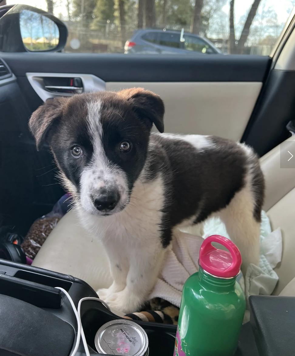 Enlarge Scout, an adopted mixed breed in Davis, CA image 3/5