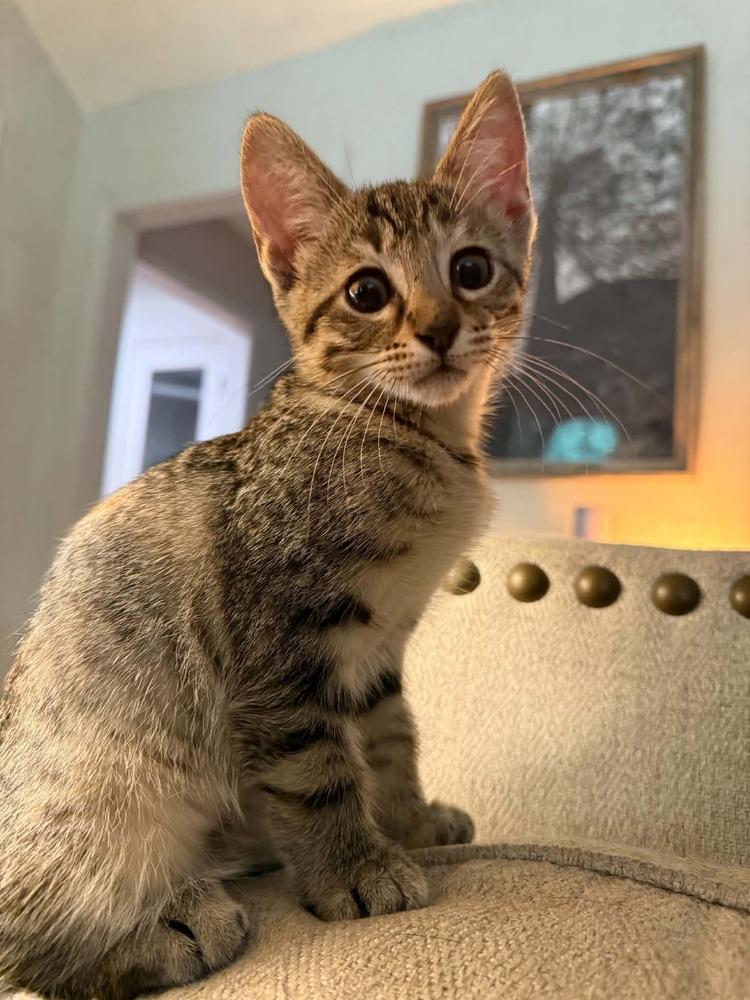 Little Lady, Adoptable, Kitten Female Domestic Short Hair.