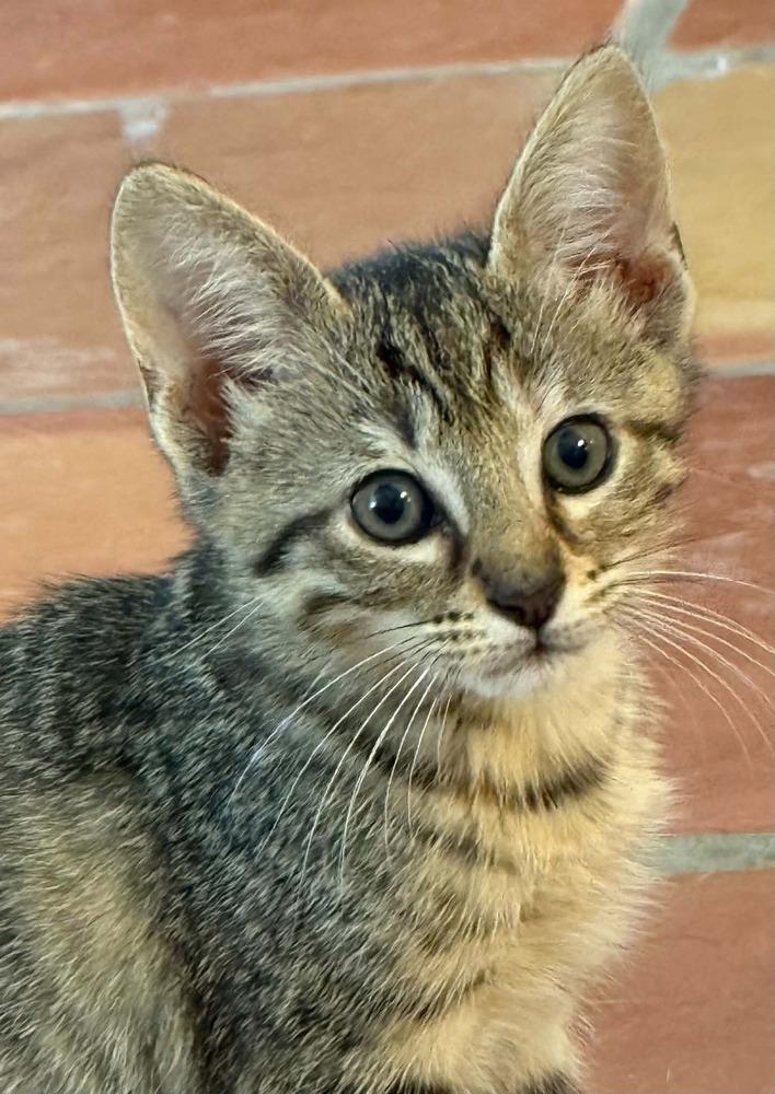 Little Lady, a Adoptable mixed breed in Newnan, GA image 4/4
