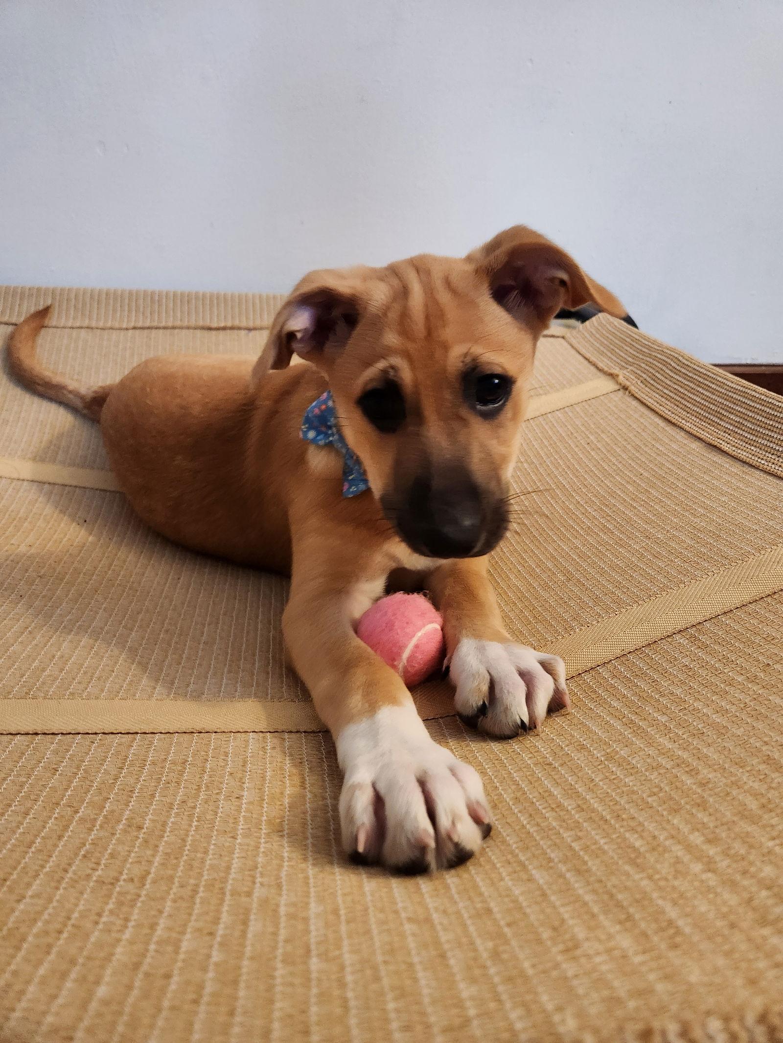 Enlarge Thumper, a Adoptable mixed breed in New London, WI image 1/3