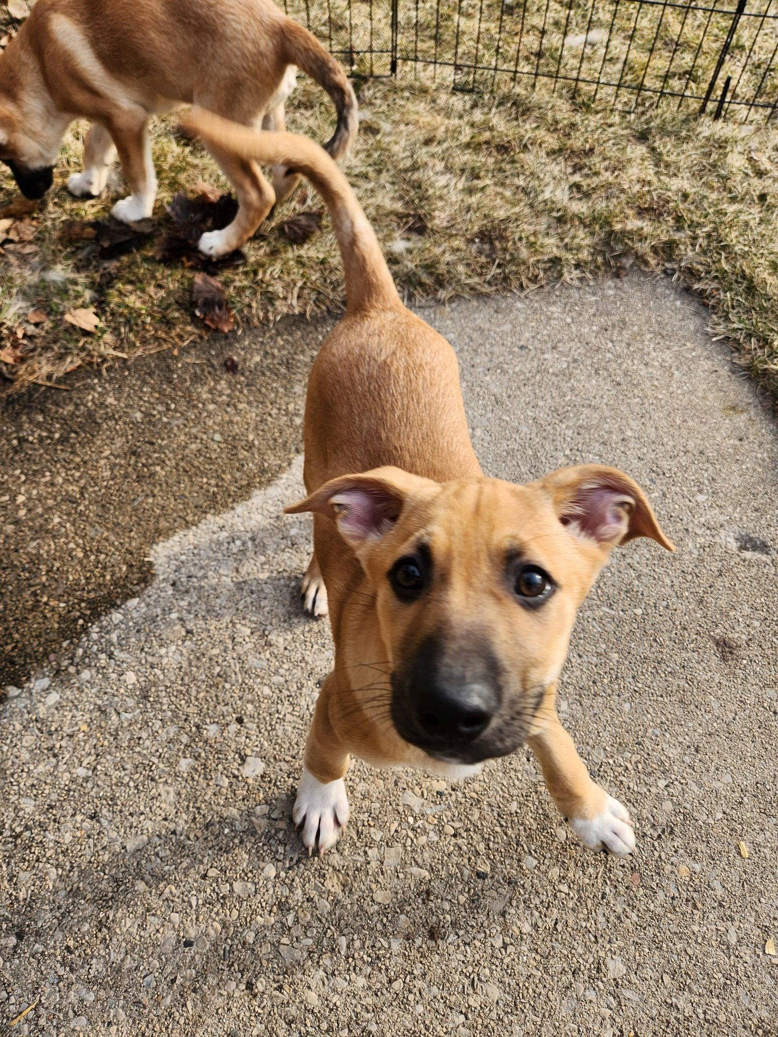 Enlarge Thumper, a Adoptable mixed breed in New London, WI image 2/3