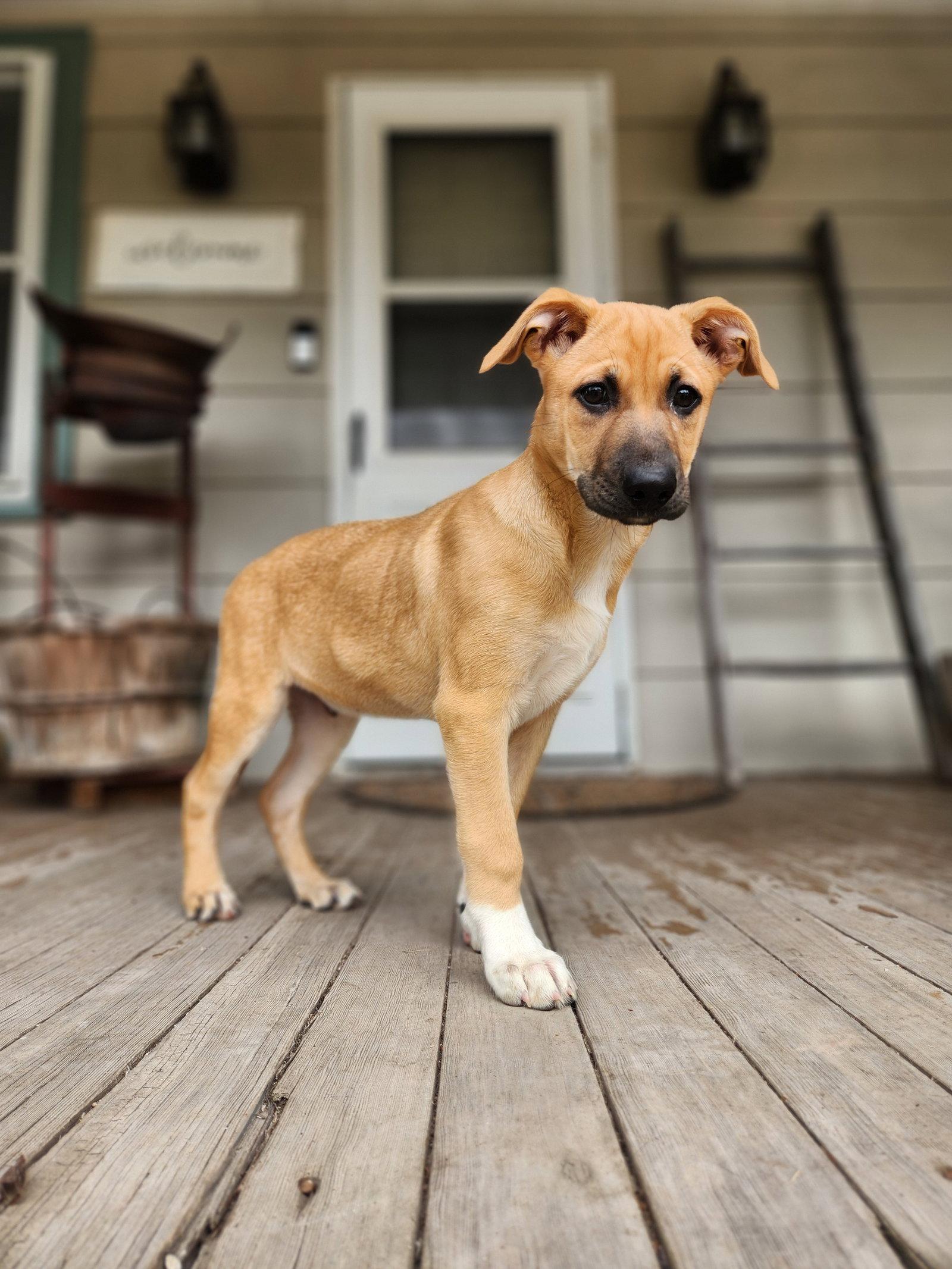 Enlarge Thumper, a Adoptable mixed breed in New London, WI image 3/3
