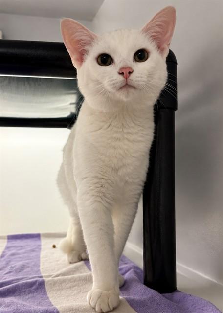 Enlarge VOLT, a Adoptable Domestic Short Hair in Statesville, NC image 1/1