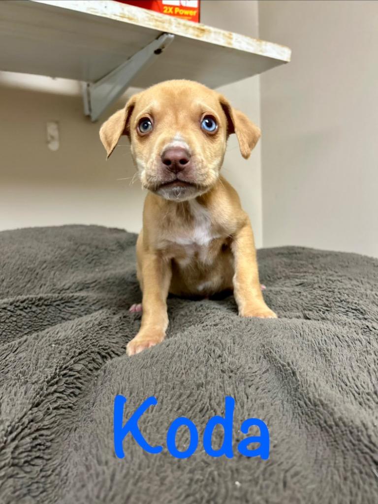 Enlarge Koda, a Adoptable mixed breed in West Union, OH image 1/1