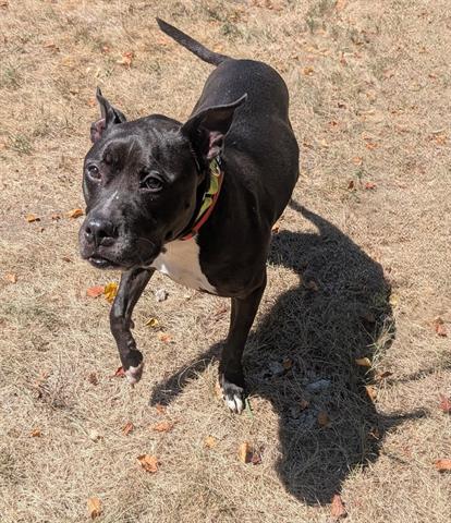 Enlarge ERICA, a Adoptable Pit Bull Terrier in Akron, OH image 1/1