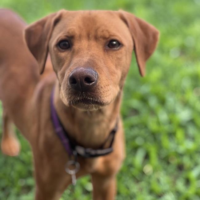 Pesos, Adoptable, Young Male Labrador Retriever & Terrier.
