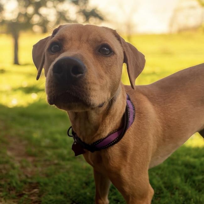 Enlarge Pesos, a Adoptable mixed breed in San Diego, CA image 2/3