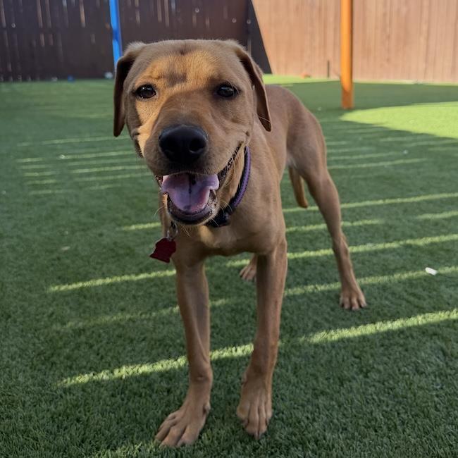 Pesos, Adoptable, Young Male Labrador Retriever & Terrier.