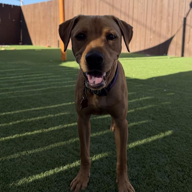 Pesos, a Adoptable mixed breed in San Diego, CA image 2/3