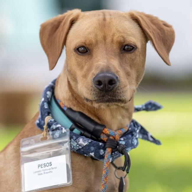 Enlarge Pesos, a Adoptable mixed breed in San Diego, CA image 3/3
