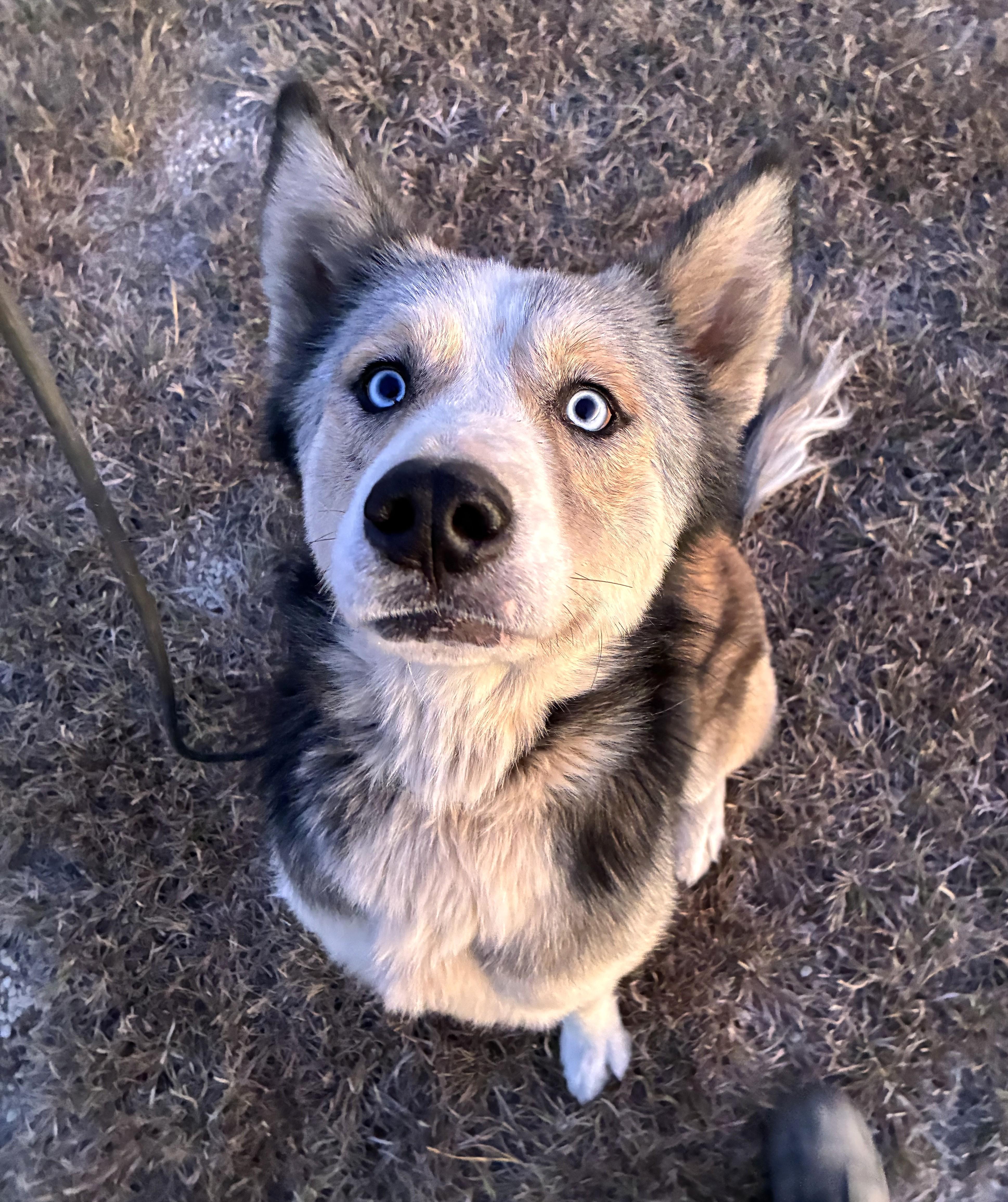 Enlarge Rally, a Adoptable mixed breed in Hamilton, ON image 6/6