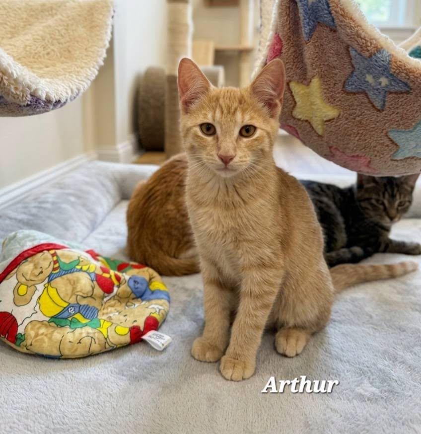Arthur, Adopted, Kitten Male Domestic Short Hair.