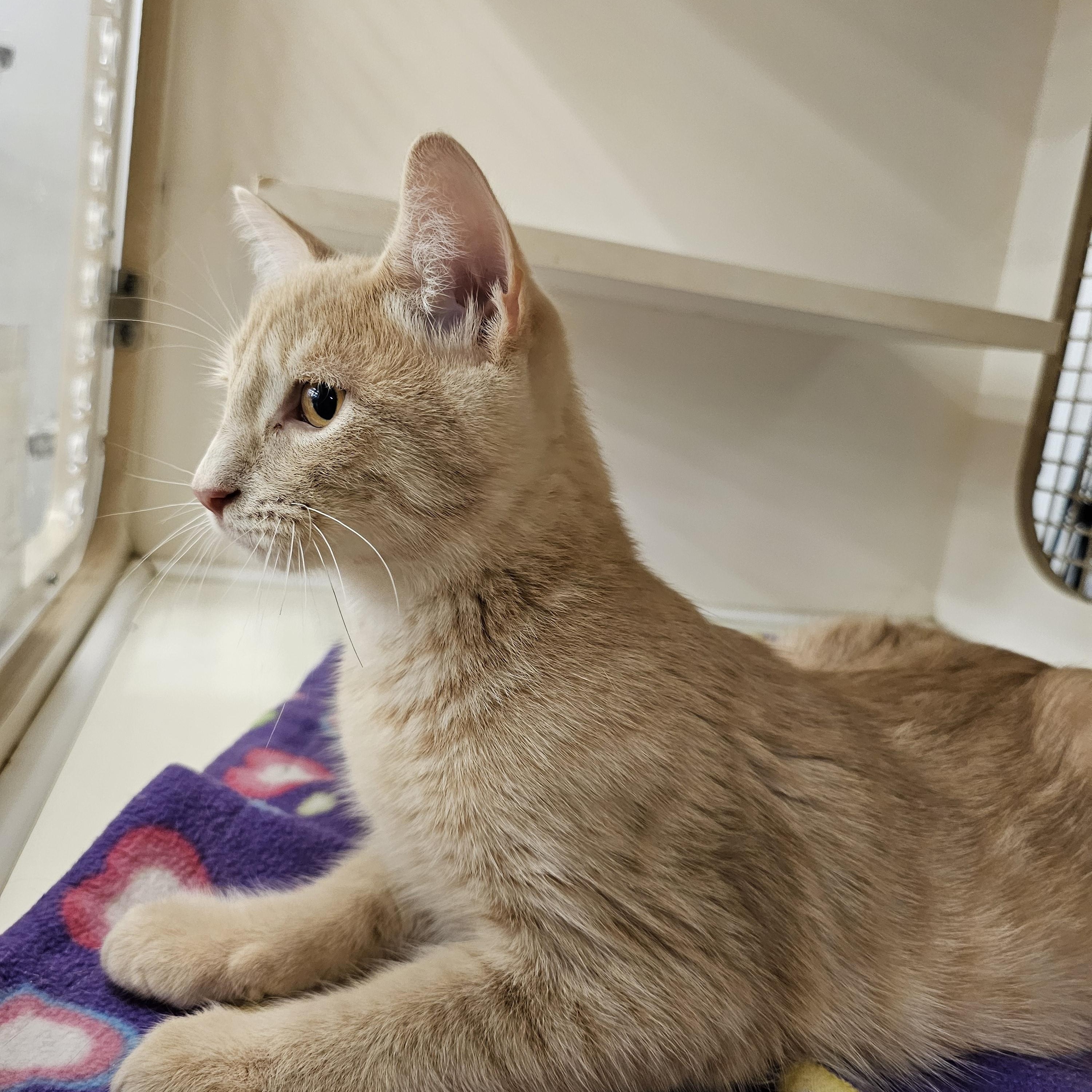 Enlarge Arthur, a Adopted Domestic Short Hair in Allentown, PA image 2/3