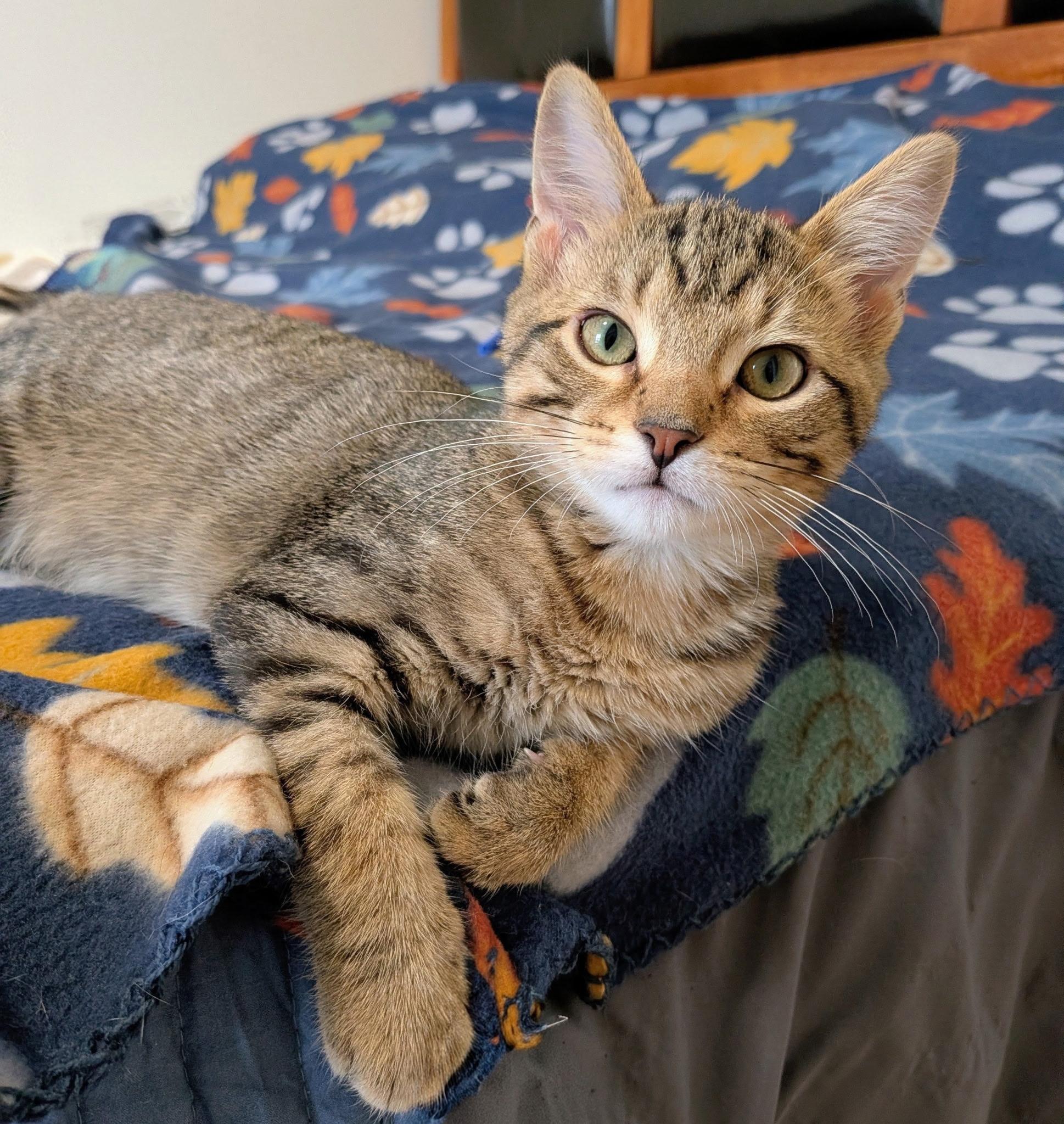 Jack (in foster), Adoptable, Kitten Male Domestic Short Hair.
