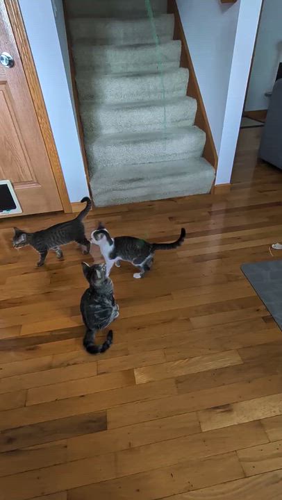 Enlarge Jack (in foster), a Adoptable mixed breed in Lacon, IL video 3/6