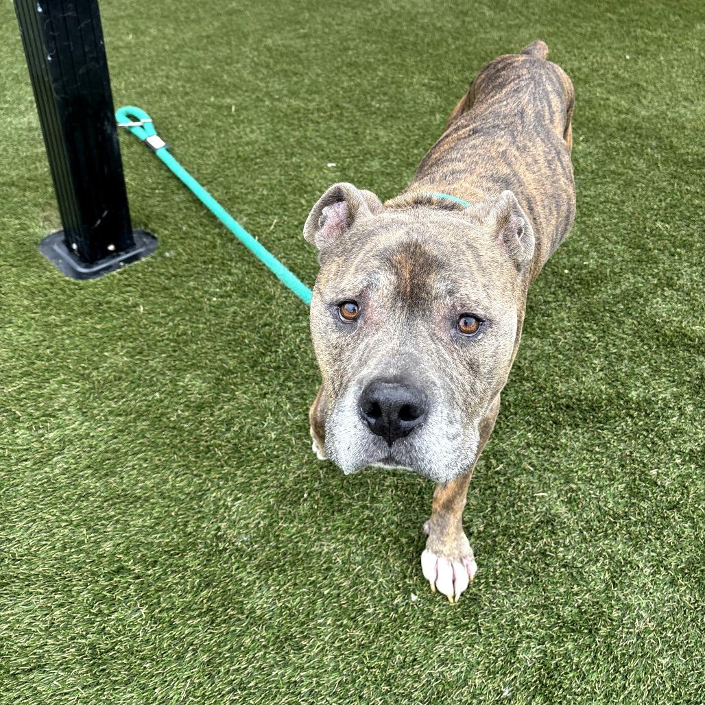 Bailey Blue, a Adoptable American Staffordshire Terrier in West Chester, PA image 1/6