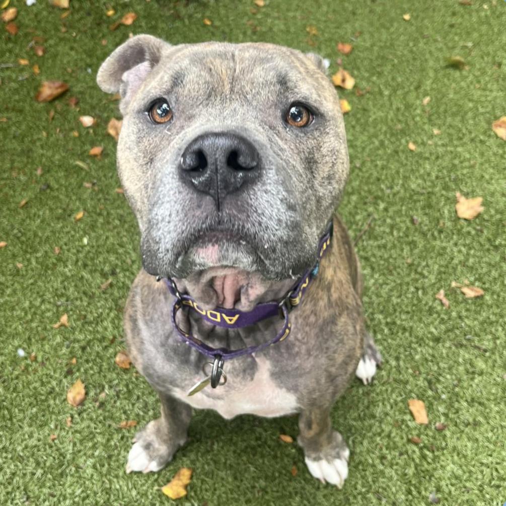 Bailey Blue, a Adoptable American Staffordshire Terrier in West Chester, PA image 2/6