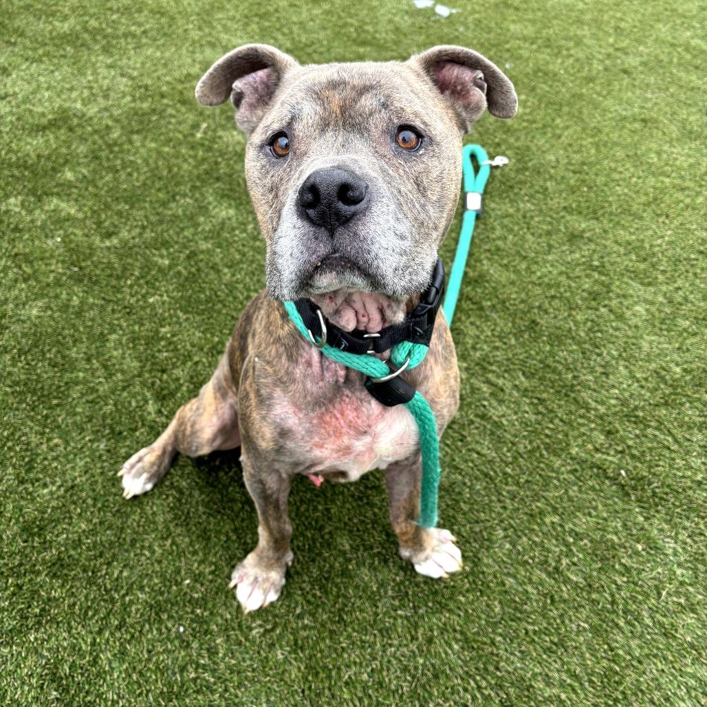 Bailey Blue, a Adoptable American Staffordshire Terrier in West Chester, PA image 3/6
