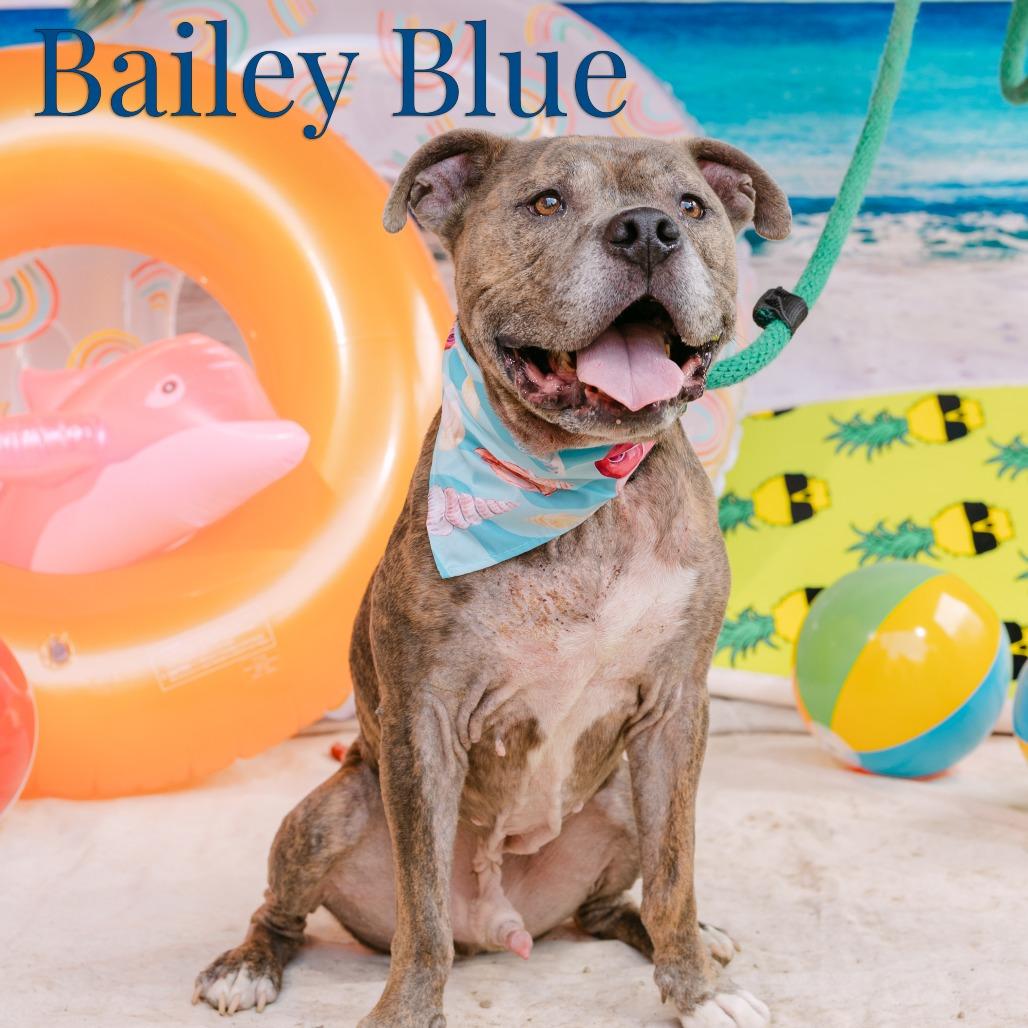 Bailey Blue, a Adoptable American Staffordshire Terrier in West Chester, PA image 4/6