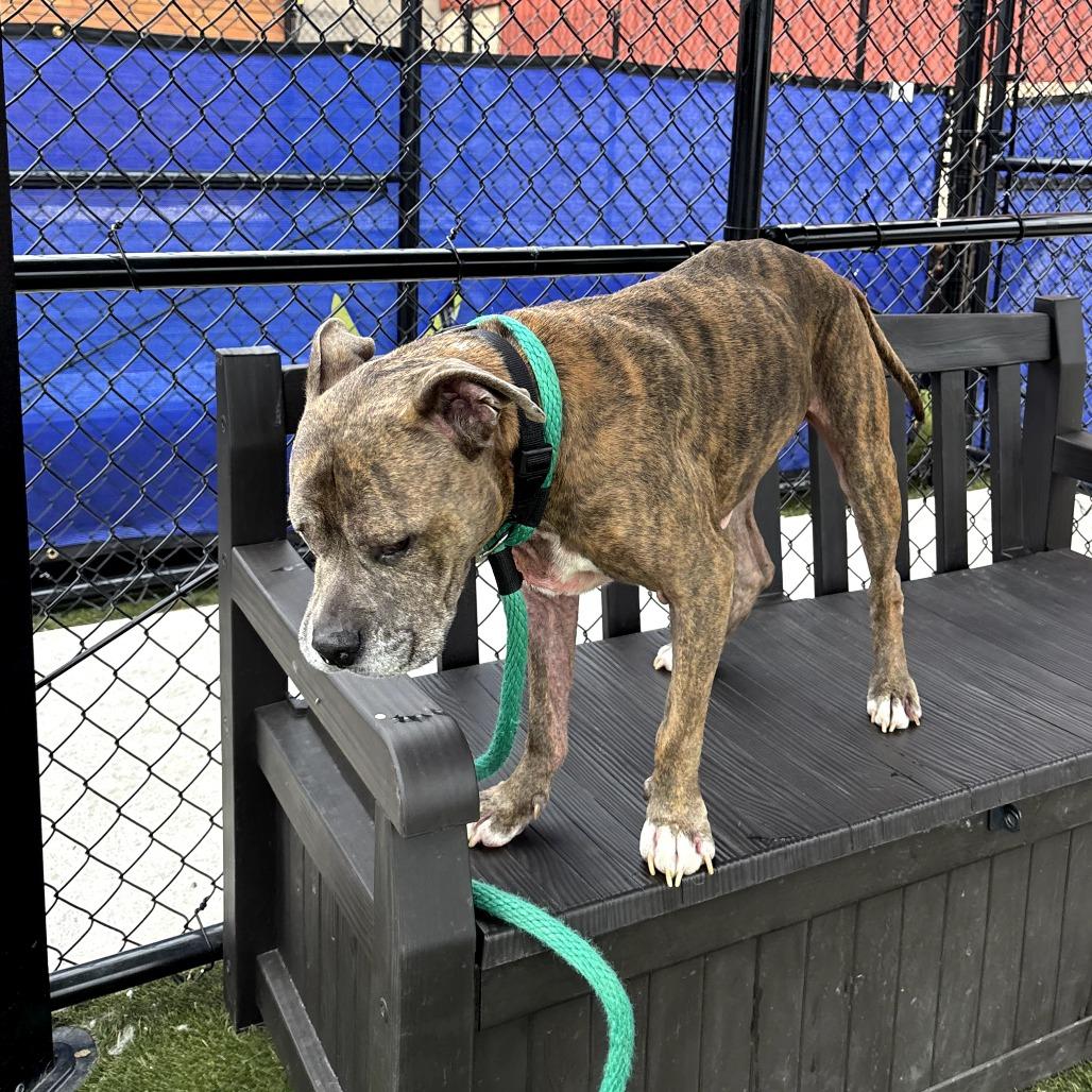 Bailey Blue, a Adoptable American Staffordshire Terrier in West Chester, PA image 5/6