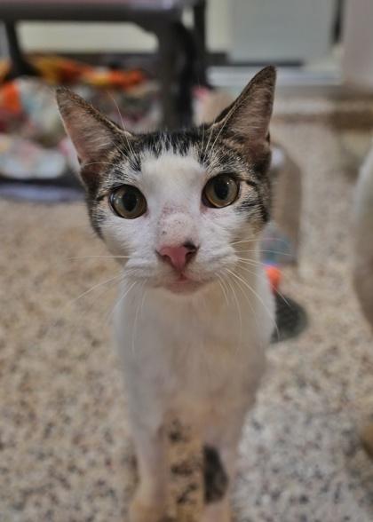 Falco 48101, Adoptable, Young Male Domestic Short Hair & Domestic Short Hair.
