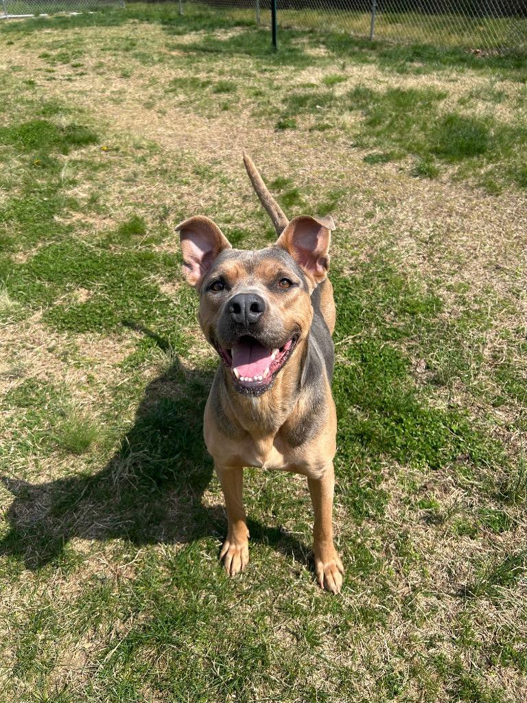 Dutchess, Adoptable, Young Female Pit Bull Terrier.