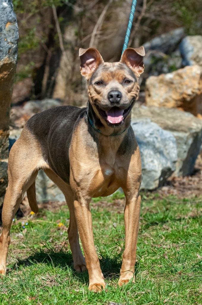 Enlarge Dutchess, a Adoptable Pit Bull Terrier in Johnson City, TN image 2/4